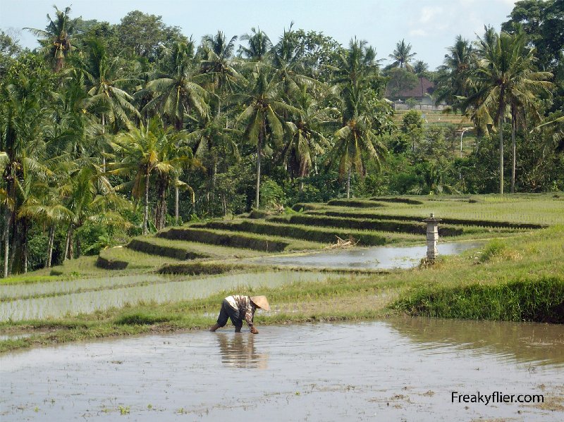 Balinese Rice Terraces