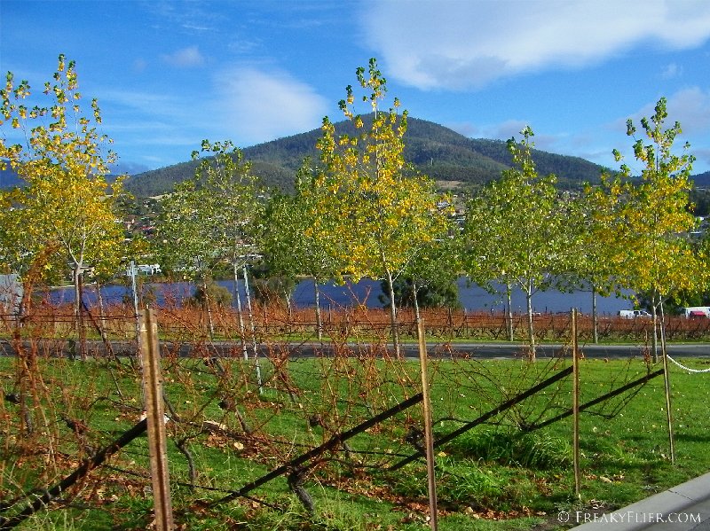 Morilla Estate Vinyards, Hobart